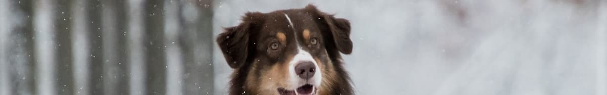 Australian Shepherd