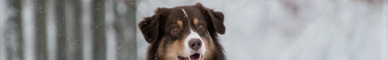 Australian Shepherd iFokus