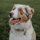 kailotheaussie